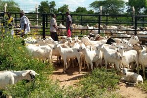 WhatsApp Image 2025-12-02 at 10.18.23 AM